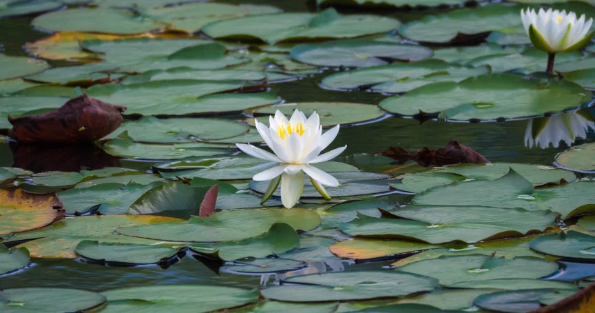 Blockading Pornography Rituals