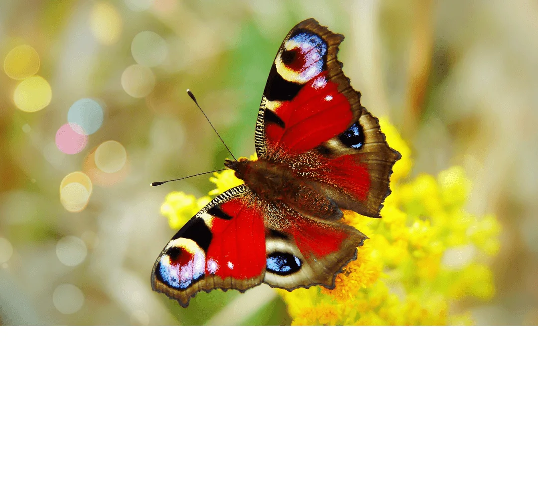 What Every Hero {Trauma Survivor} Needs to Fight Pornography - Ever Accountable