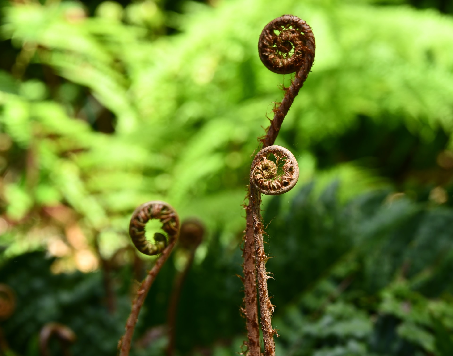 brown wood fern spirals shame and porn spiral