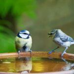 2 birds on a bird bath How To Be A Good Accountability Partner