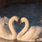 two swans necking navigating pornography as a couple