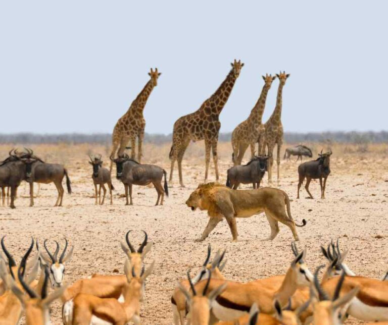giraffes and gazelles being hunted by lions pornography recovery and prevention