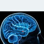 brain pic Pornography Brain Research